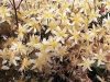 Show product details for Clematis x cartmanii Moonbeam